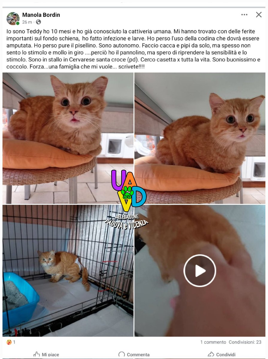 un atto d'amore odv tweet media