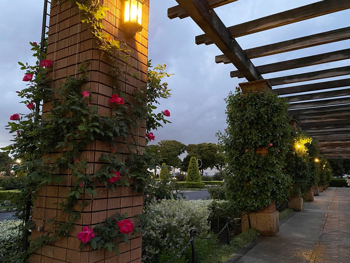 ココフリ tweet media