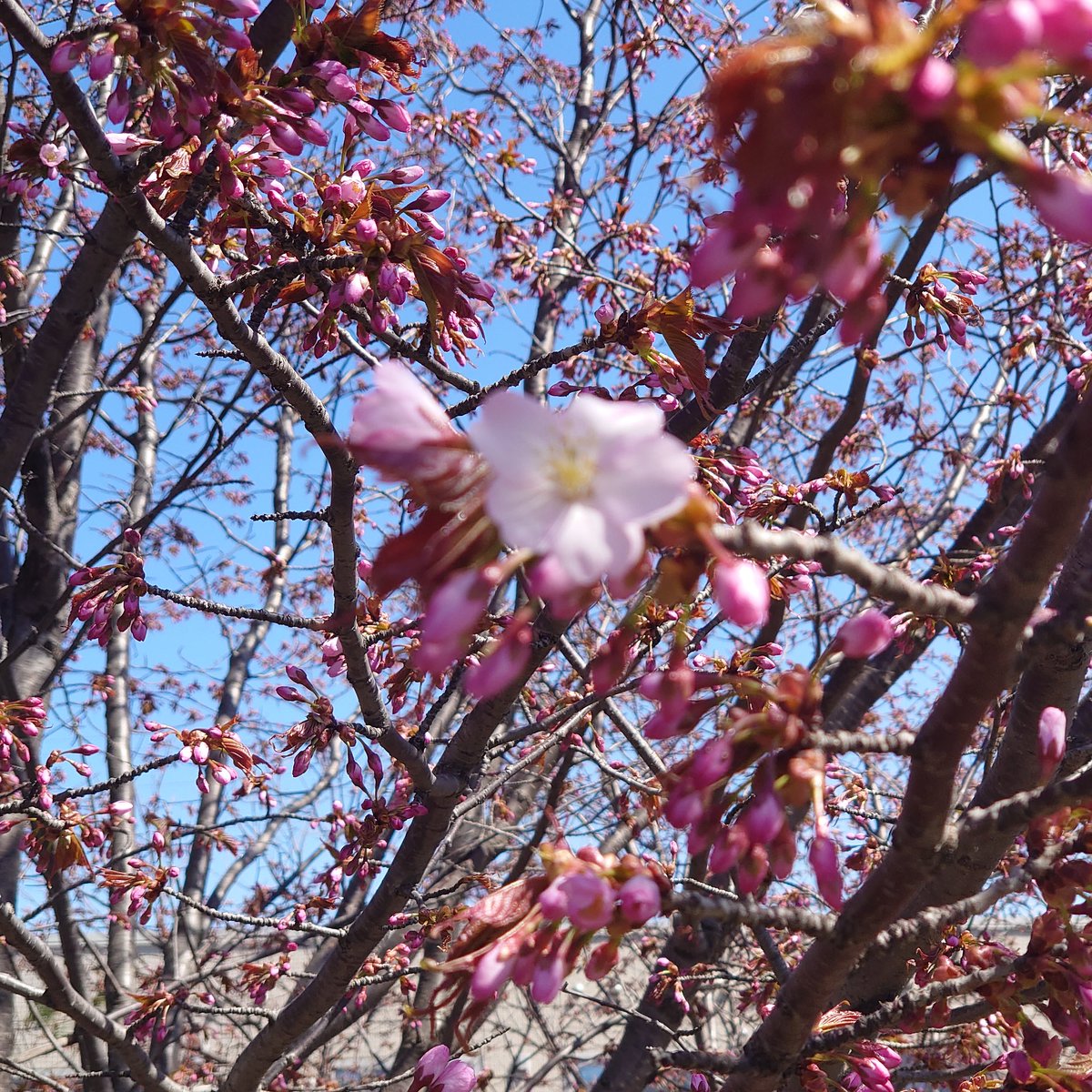 ろんめる tweet media