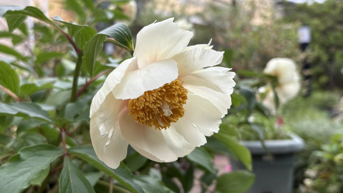 ムラサキノハナ👾 tweet media