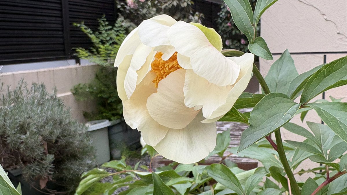 ムラサキノハナ👾 tweet media