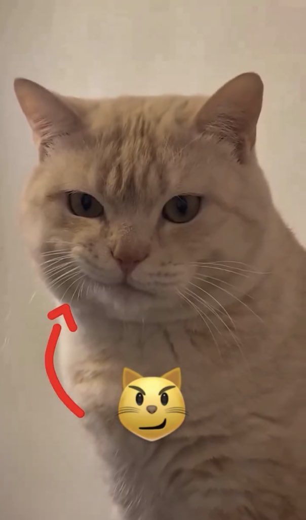 ᐖ ,🥩 tweet media