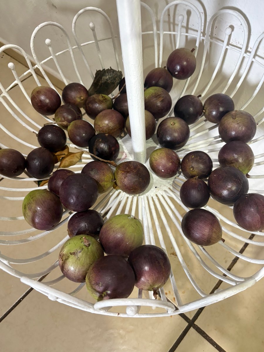 Llegar  y ver estos frutos de nuestro árbol de Caimito es maravilloso.