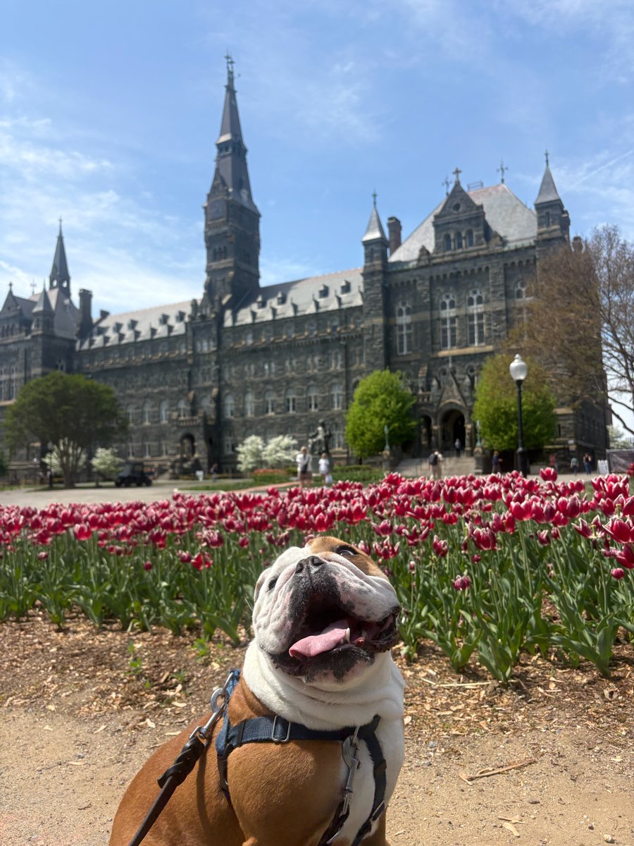 Jack the Bulldog tweet media