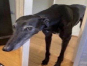 seven៹ tweet media