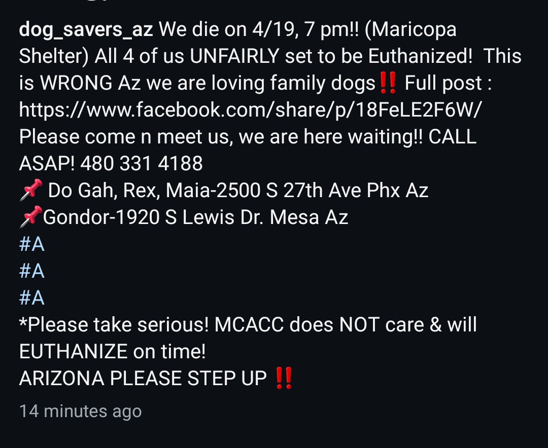 8415_n's tweet image. 5️⃣ amazing #dogs kill-listed 4️⃣/1️⃣9️⃣‼

Please come and meet them at #MCACC in #MaricopaCounty #AZ #Arizona
They are super sweet, loving, happy #familydog|s waiting for you! 

4️⃣ dogs in #Phoenix #PhoenixAZ #phx
Beau, Maia, Rex, Do Gah

1️⃣ #dog in #MesaAZ
Gondor

#adoptdontshop