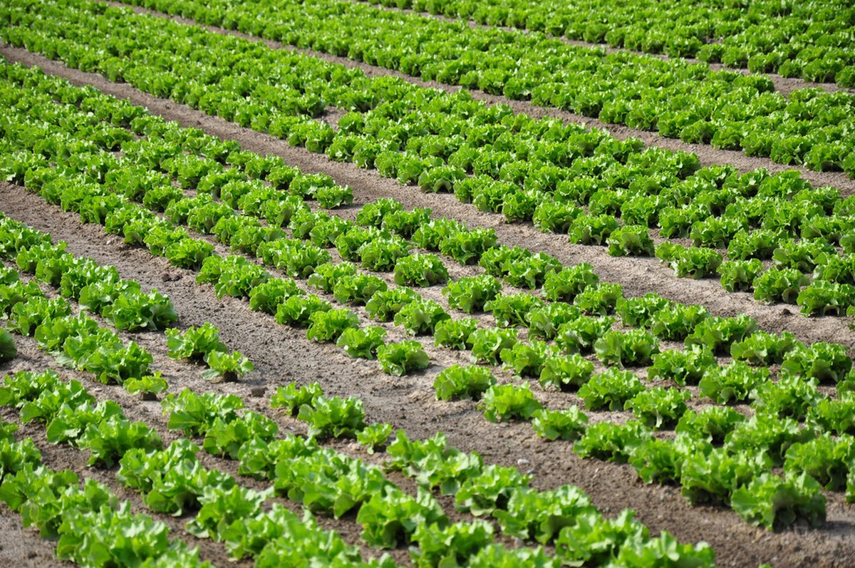 Sheikh Mohd Said tweet media