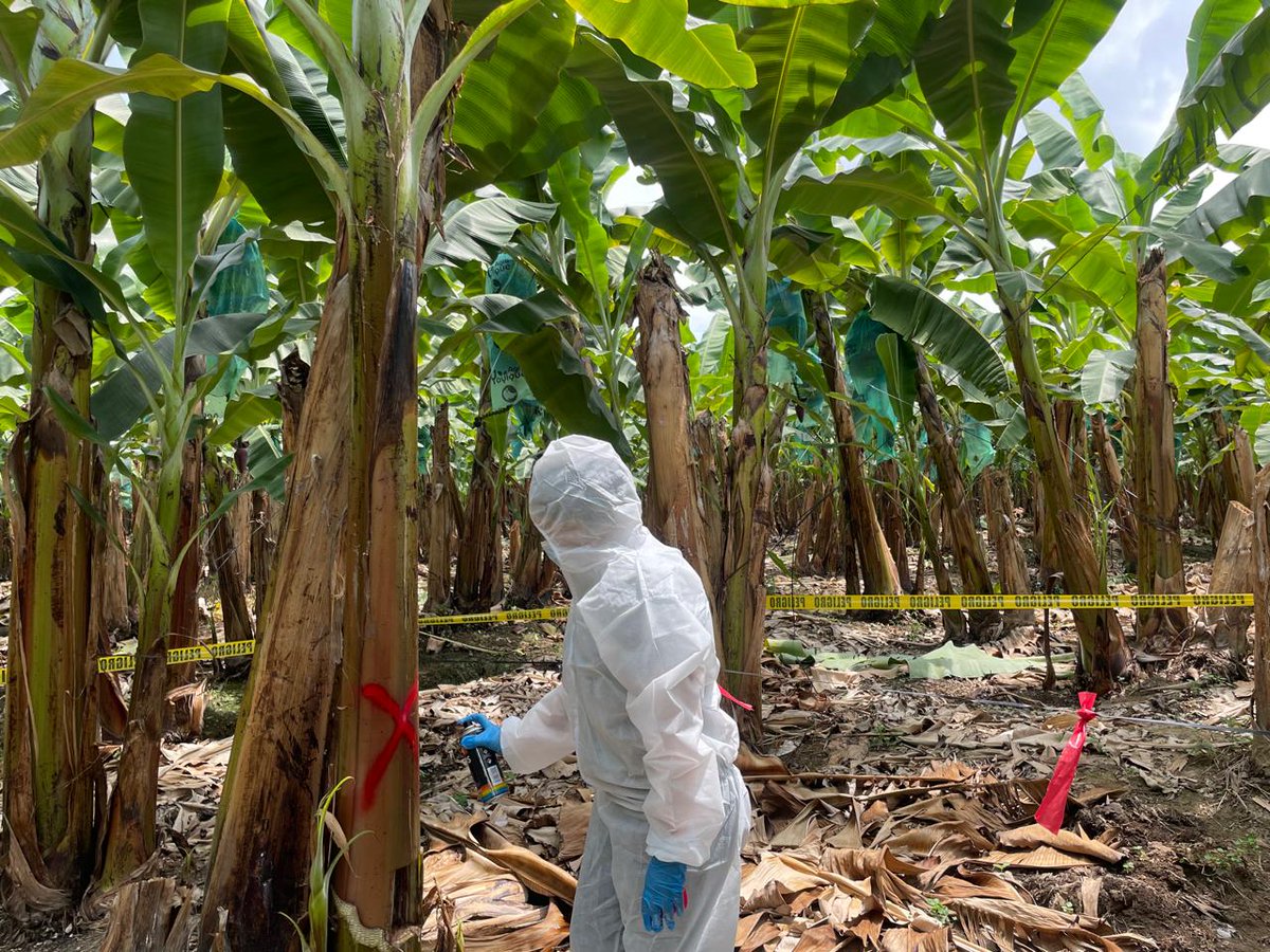 AgrocalidadEC's tweet photo. 🔍 Realizamos toma de muestras en cultivos de banano, con el objetivo de prevenir la propagación de plagas y cumplir con la normativa vigente. Fortalecemos la vigilancia fitosanitaria en sitios de producción, en el cantón Vinces. #ProtegeTusCultivos 🍌 https://t.co/UTKXbrGti7