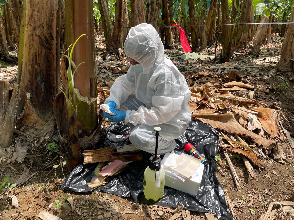 AgrocalidadEC's tweet photo. 🔍 Realizamos toma de muestras en cultivos de banano, con el objetivo de prevenir la propagación de plagas y cumplir con la normativa vigente. Fortalecemos la vigilancia fitosanitaria en sitios de producción, en el cantón Vinces. #ProtegeTusCultivos 🍌 https://t.co/UTKXbrGti7