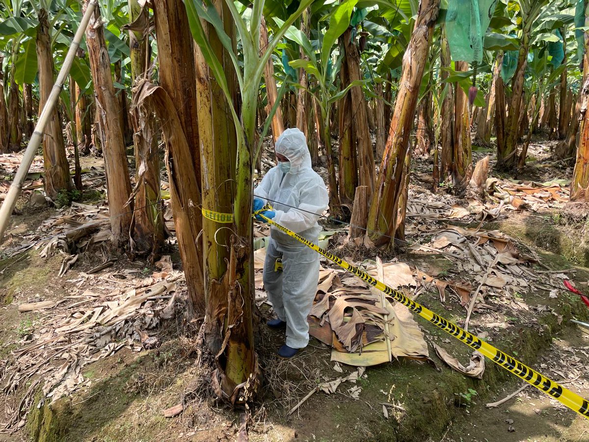 AgrocalidadEC's tweet photo. 🔍 Realizamos toma de muestras en cultivos de banano, con el objetivo de prevenir la propagación de plagas y cumplir con la normativa vigente. Fortalecemos la vigilancia fitosanitaria en sitios de producción, en el cantón Vinces. #ProtegeTusCultivos 🍌 https://t.co/UTKXbrGti7