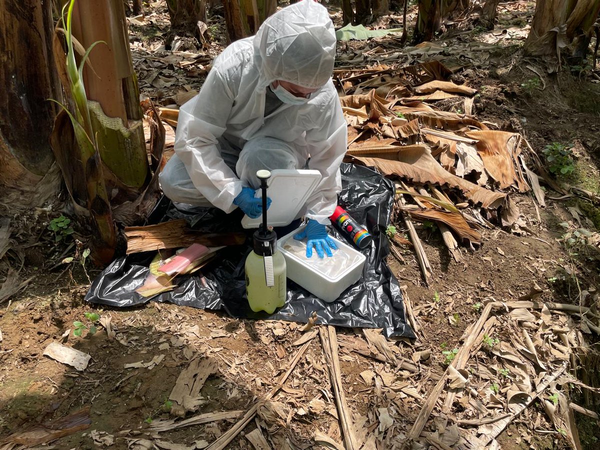 AgrocalidadEC's tweet photo. 🔍 Realizamos toma de muestras en cultivos de banano, con el objetivo de prevenir la propagación de plagas y cumplir con la normativa vigente. Fortalecemos la vigilancia fitosanitaria en sitios de producción, en el cantón Vinces. #ProtegeTusCultivos 🍌 https://t.co/UTKXbrGti7