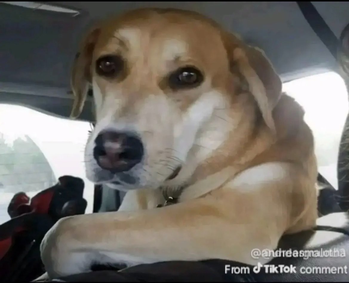 This Dog can Bite tweet media