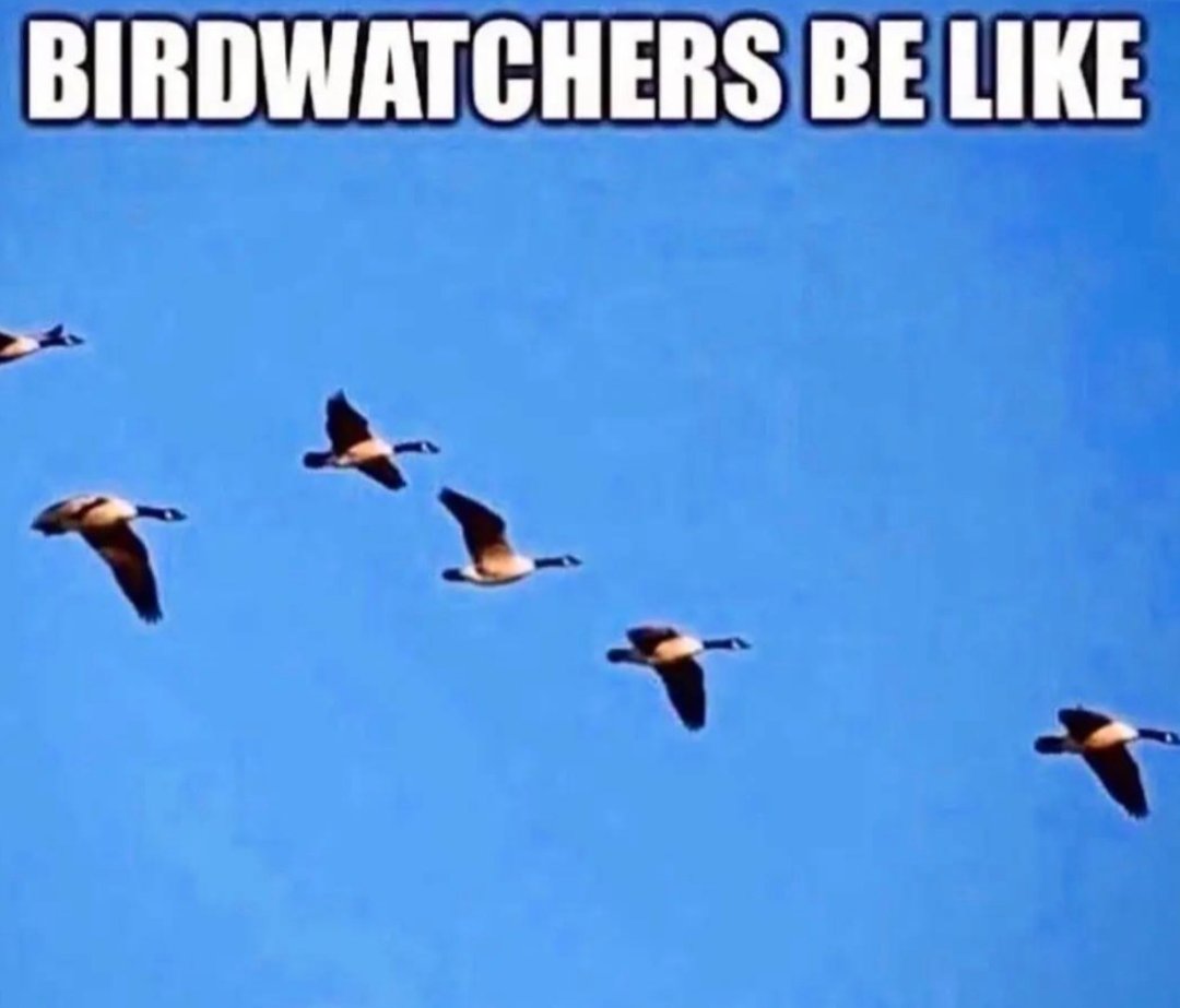 memesnobottomtext@bsky.social (@memesnobttmtext) on Twitter photo 