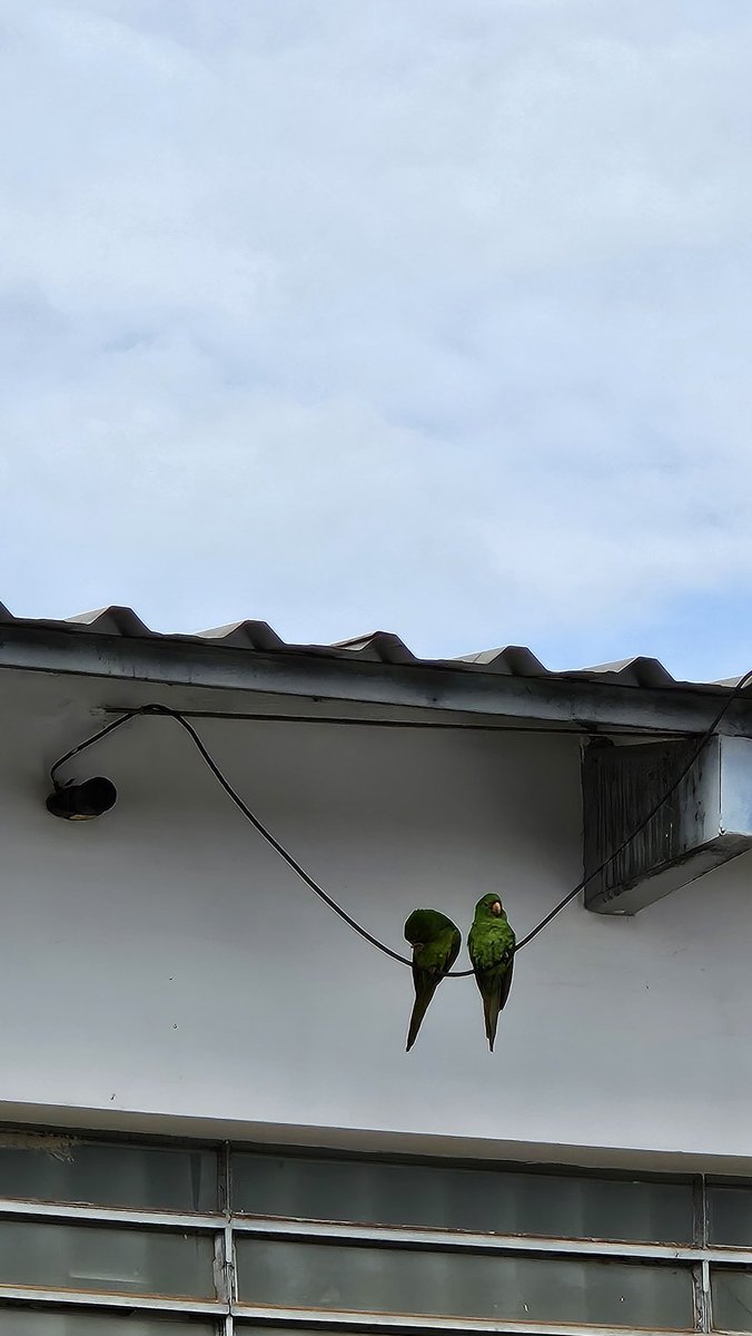 tória tweet media