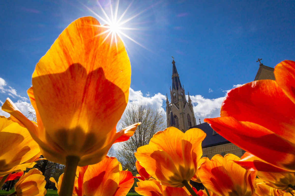 Notre Dame Photos tweet media