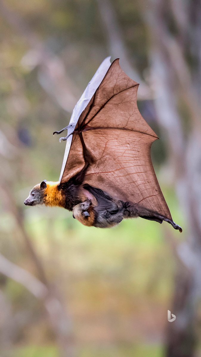 meejd777's tweet photo. Grey-headed flying fox /#mainland Australia https://t.co/Abd52kxmi0