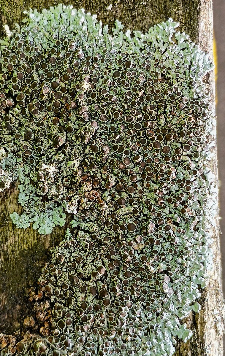 SewellLeigh's tweet image. More Physcia tomfoolery 👀

#fungifriday #fridaymorning #naturephotography #fungi #macro #nature #lichen