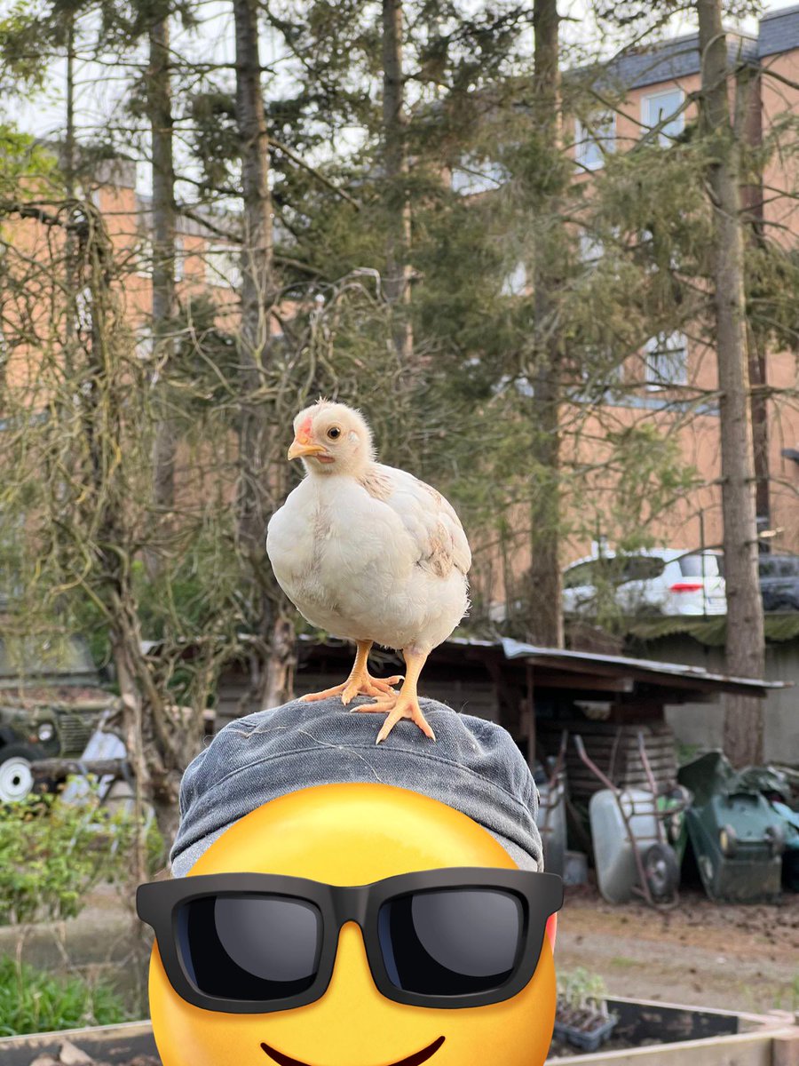 M1 mit Küken.