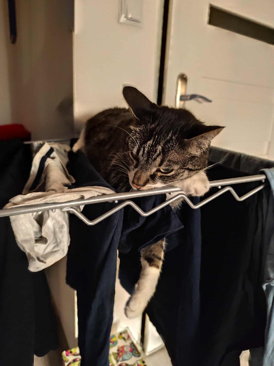 EmilKulaga's tweet photo. Czyje kociaki kładą się na świeżym praniu i nie chcą się z nim rozstać? #Sanura 🙀 https://t.co/4hmJHczJJD