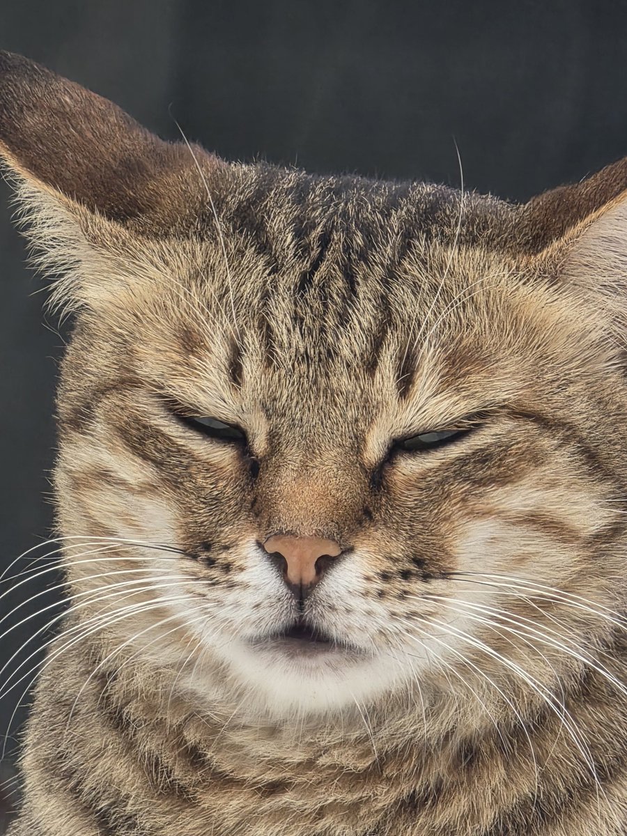afarazay's tweet photo. #cats https://t.co/fvZlUtHdPJ