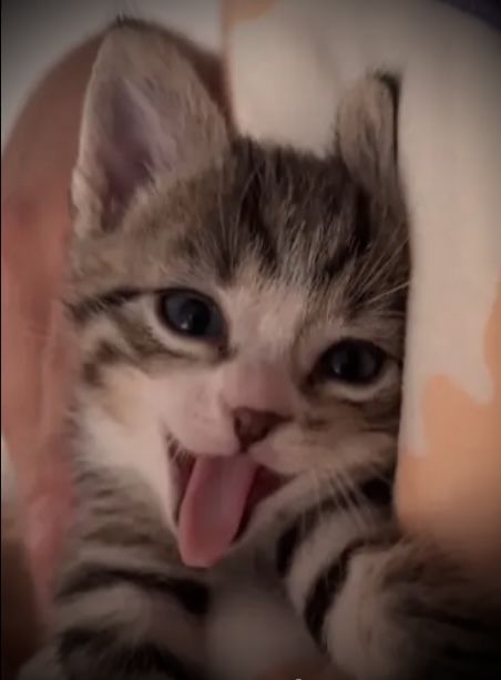 cats 🐈 tweet media