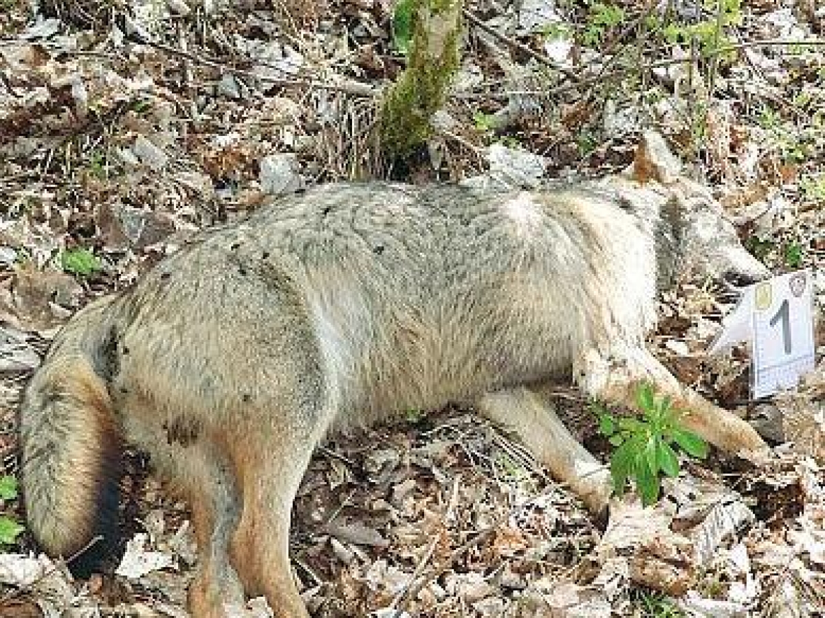 Corriere della Sera tweet media