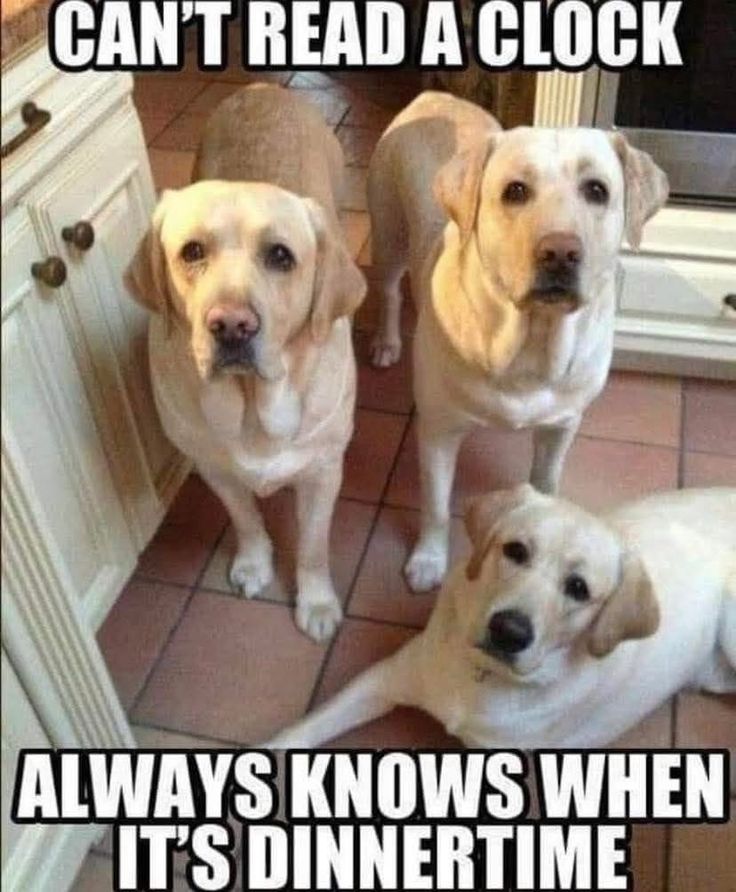 AustinCappsMO's tweet image. Every dog knows! 😆