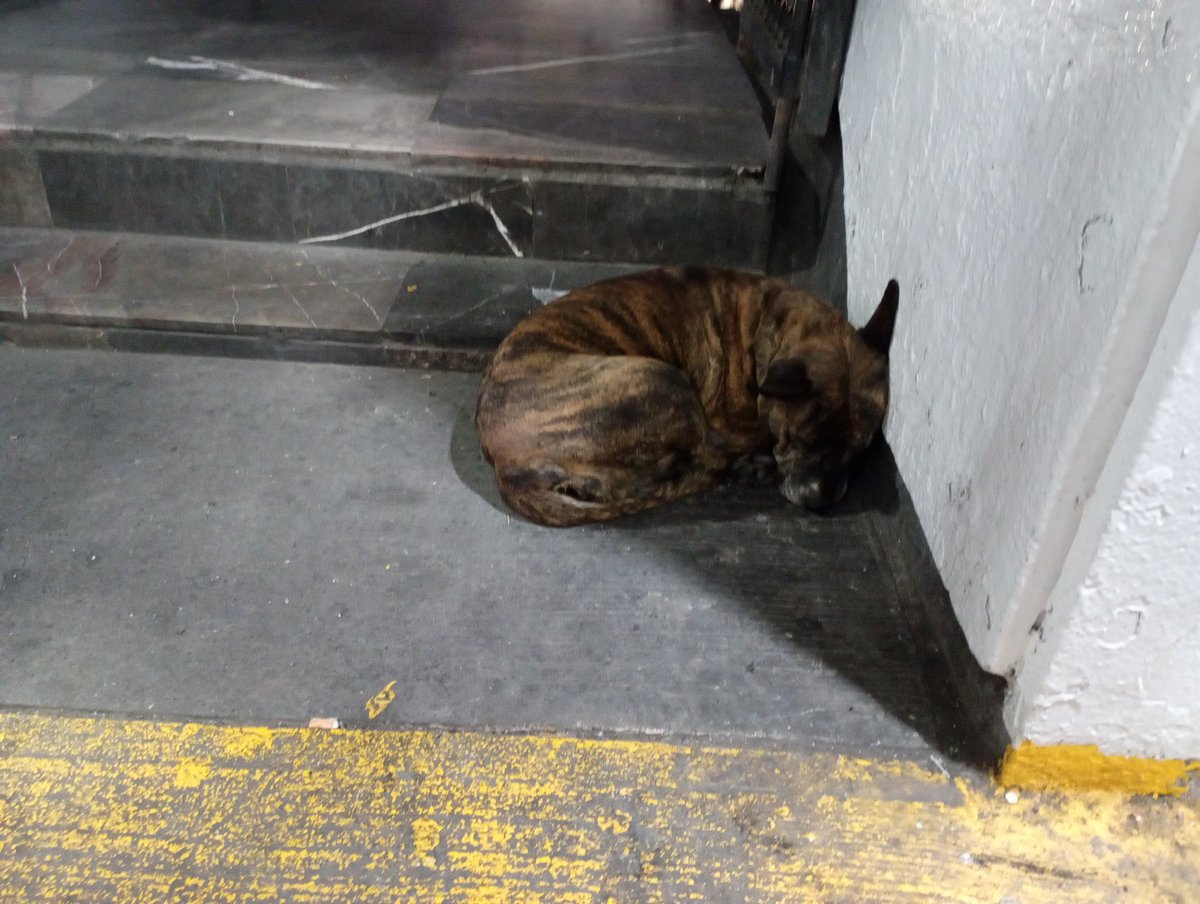 Me llamo Milena y vivo en la calle. Y estoy embarazada 🥺

No quiero parir en la calle. La gente se roba a los bebés que nacen. Lo he visto. Yo no quiero que eso pase conmigo.

Es difícil estar embarazada y vivir en la calle porque me da más frío y más hambre 🥺

Estamos buscando