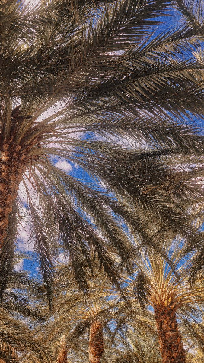 kima 🇩🇿 tweet media