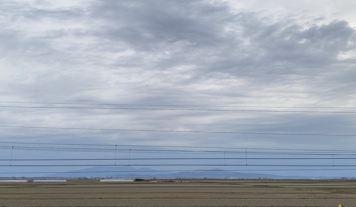 ブラックバード tweet media