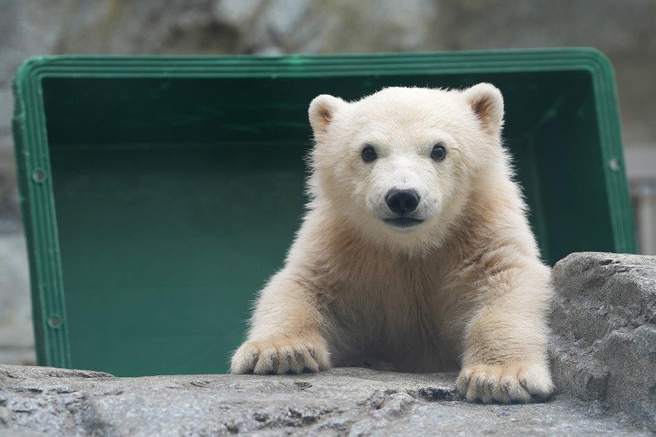 七絵♡ʕ•ᴥ•ʔ🐼 tweet media