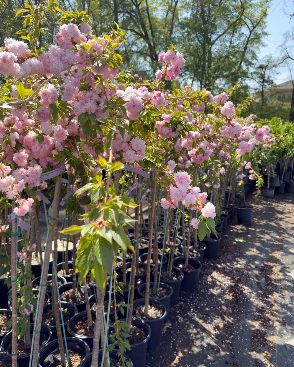 Fast Growing Trees tweet media