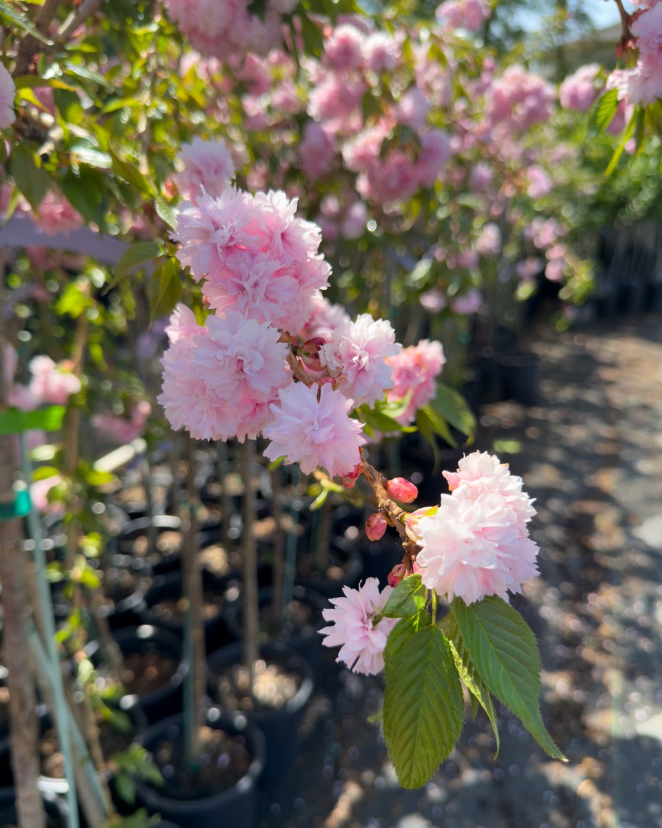 Fast Growing Trees tweet media