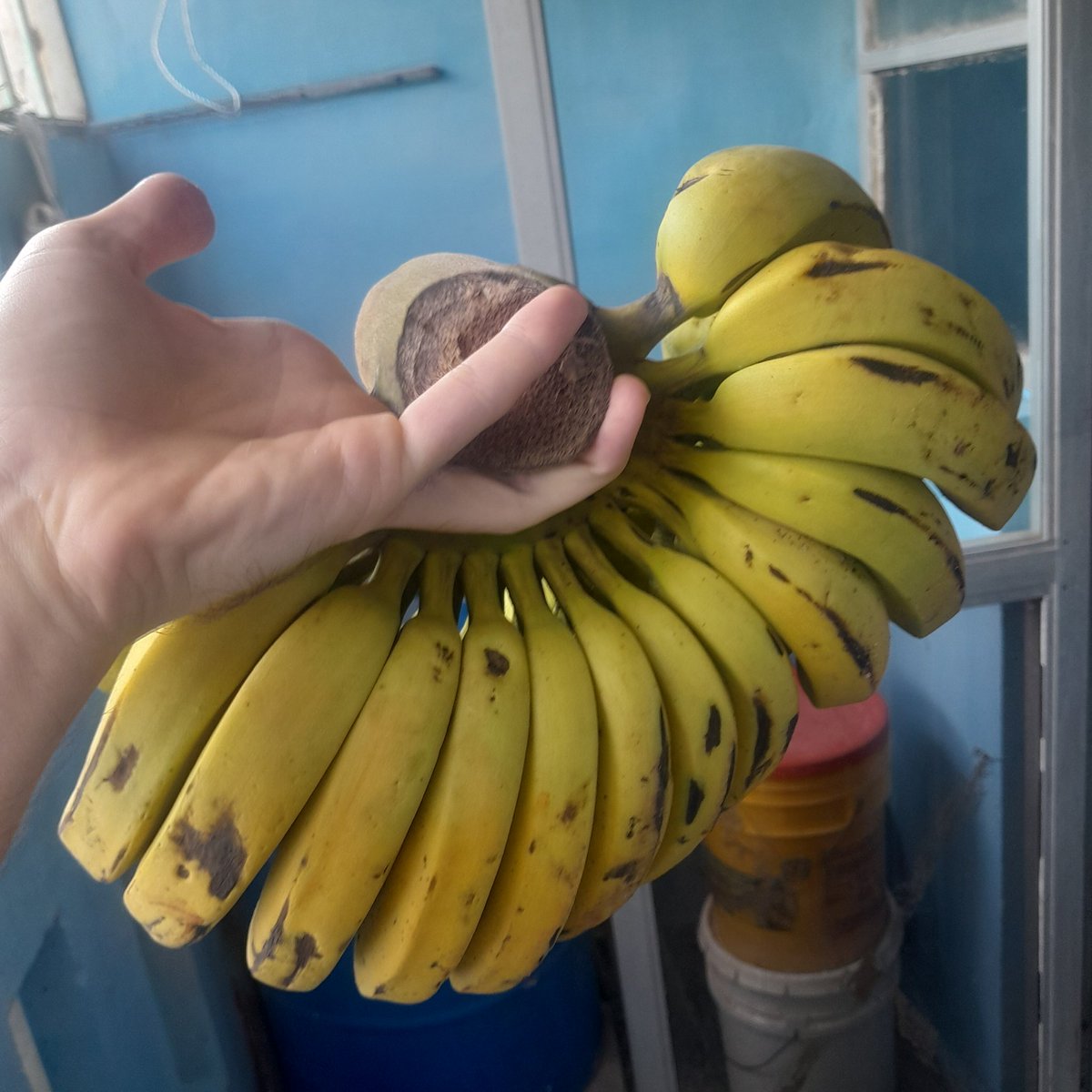 trambuchito tweet media