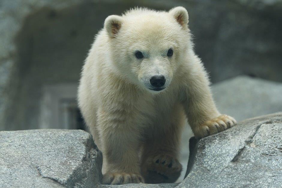 命名式まで、あと約1週間。
はやく名前で呼びたいな。 
（2026.4.17）
＃豪太とモモの仔 ＃仔グマ ＃ホッキョクグマ #男鹿水族館