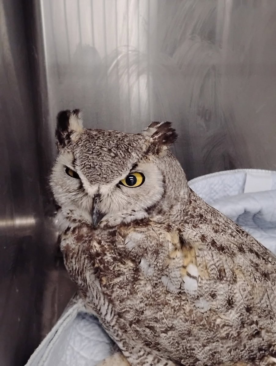 Gray horned owl, Schnuck, named by the CHP Office, is recovering and will be released soon.