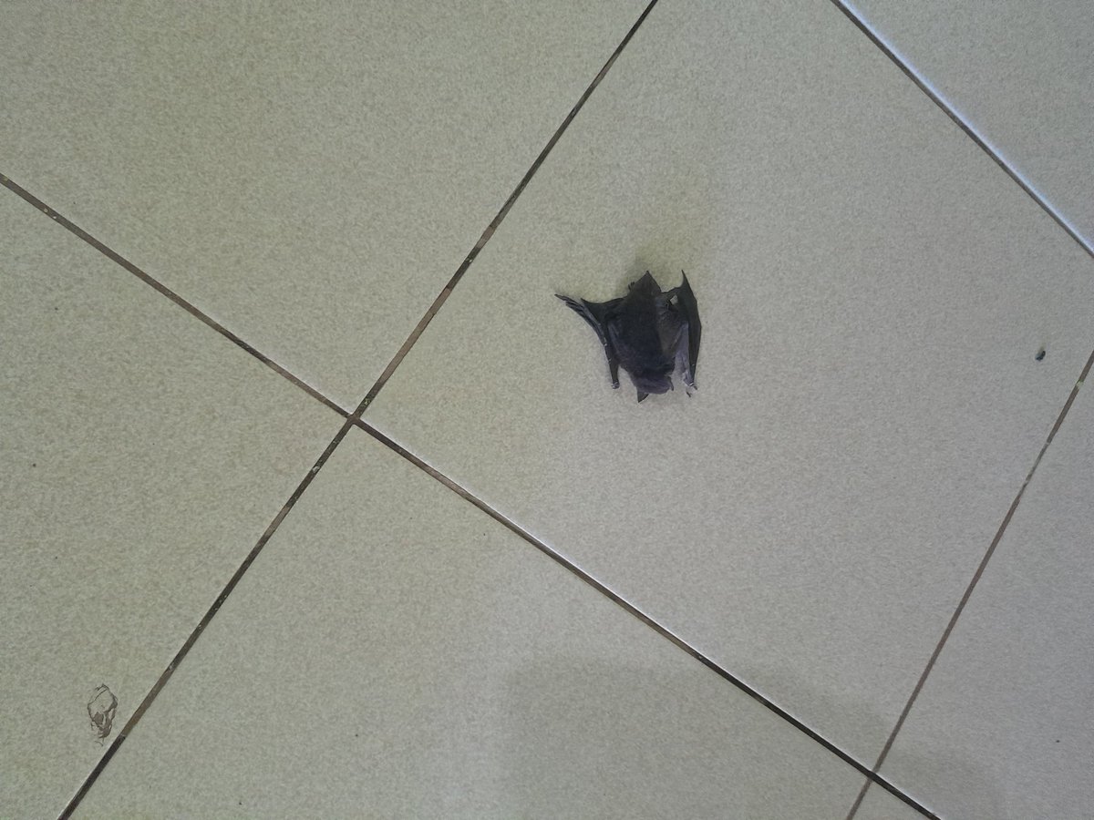 ellen | ENHYPEN IS 7 tweet media