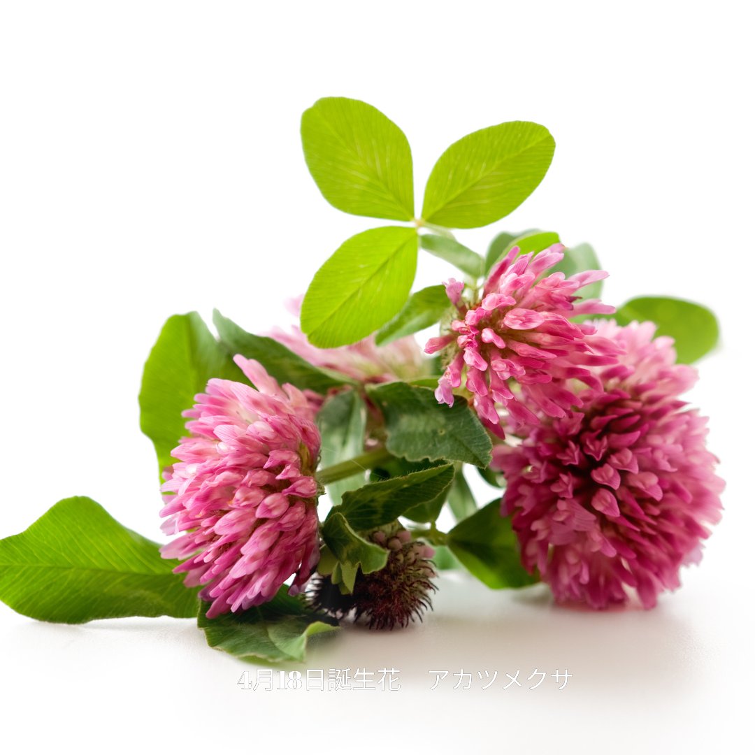 なつめ｜犬と猫と暮らし tweet media