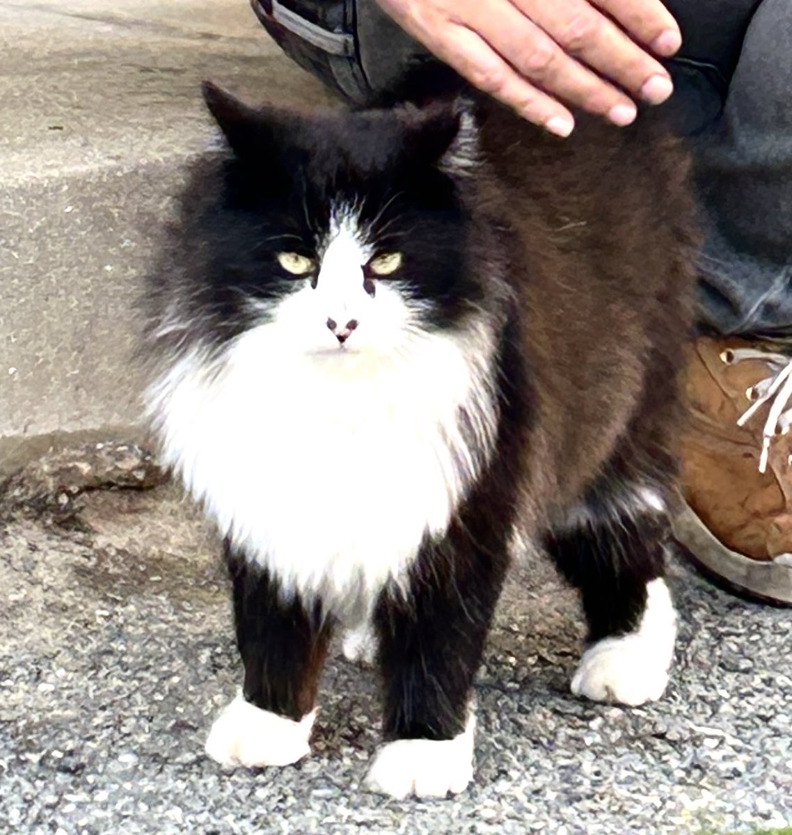 max0212164277's tweet photo. ウチのメタルな野良猫　野良なので名前はないのですがメイヘムと呼んでいます！
シャー🤟🏻 https://t.co/QEovJX7sao
