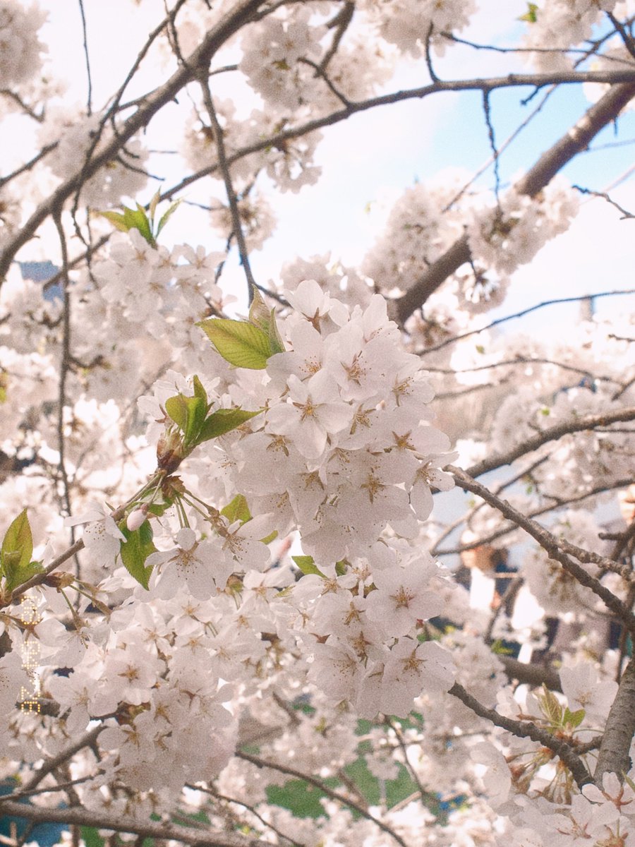 Spring hitting different this year 😊

#Bloosm 
#FursuitFriday
#GoodFriday
#LetterboxdFriday