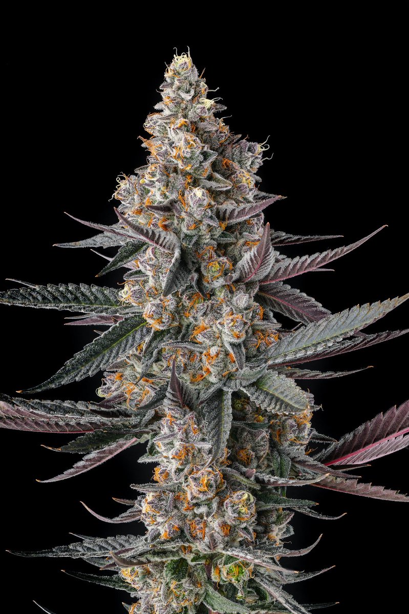 Compound Genetics tweet media