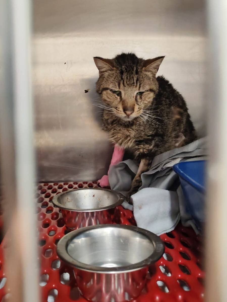 un atto d'amore odv tweet media