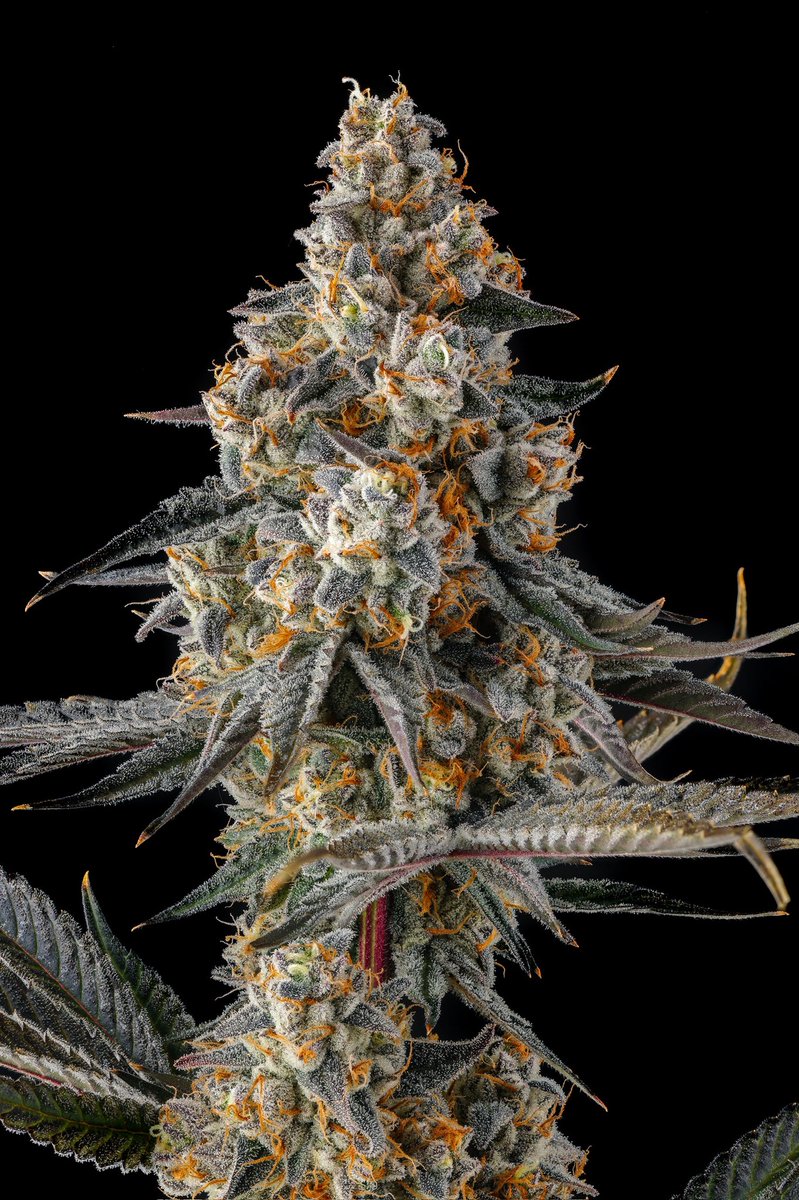 Compound Genetics tweet media