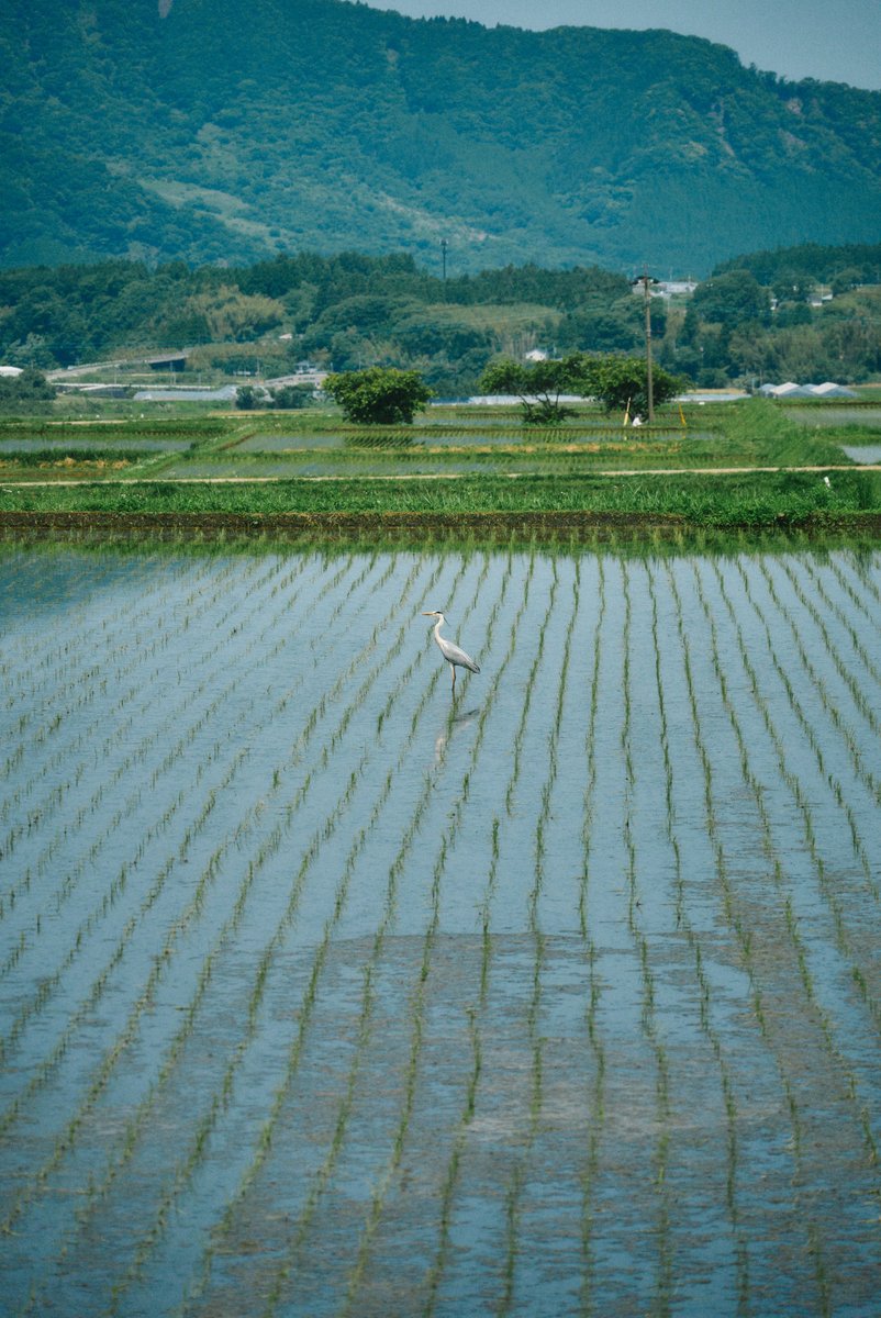 shintake_photo's tweet photo. Countryside scenes in Japan. https://t.co/Q3v971rTVA