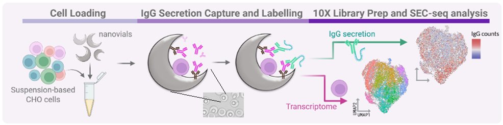 Nathan_E_Lewis's tweet photo. Why do some cells produce more protein than others? Jasmine Tat (UCSD &amp; Amgen) conducted a detailed study into the single-cell transcriptome, while measuring mAb production in single cells too with SEC-seq. Check out the preprint! https://t.co/Mjv2Y5JI0H https://t.co/6Vztxlepaq