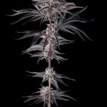 Photo by Compound Genetics (@CompoundSeeds)