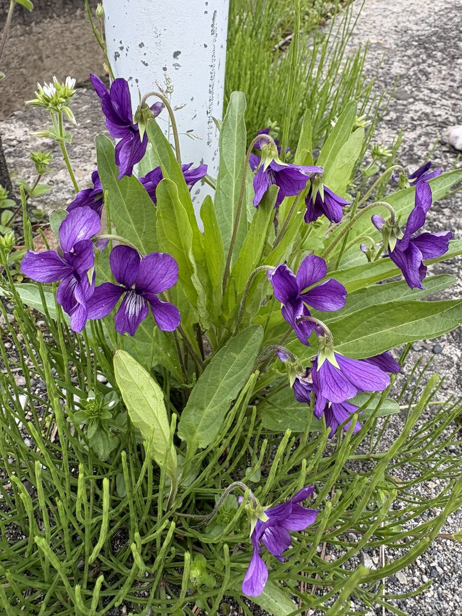 斉藤瞳 tweet media