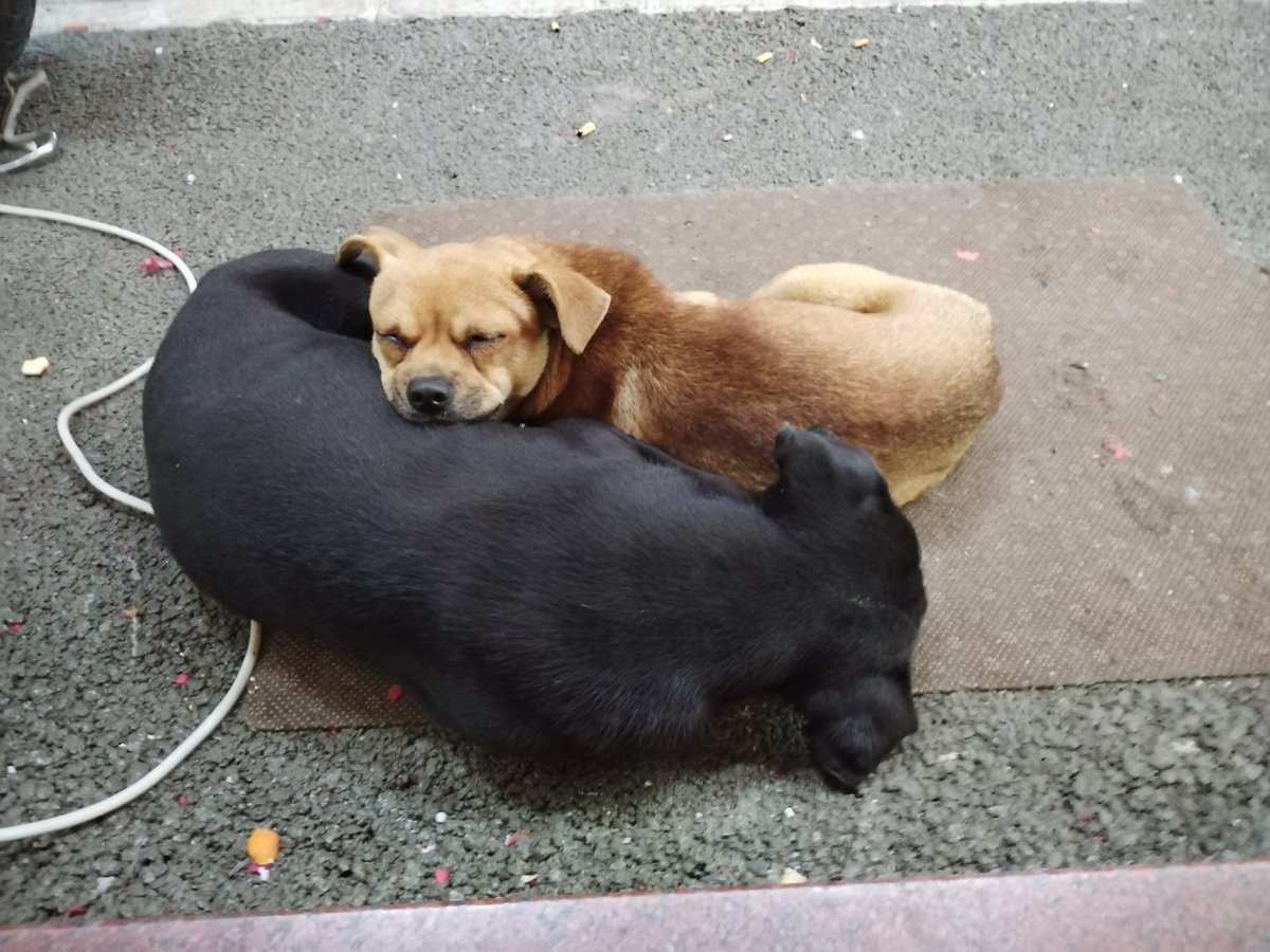 DanielRodr55596's tweet image. "Rainy days feel better with a furry cuddle buddy.  #PetLove #FurryFriend"