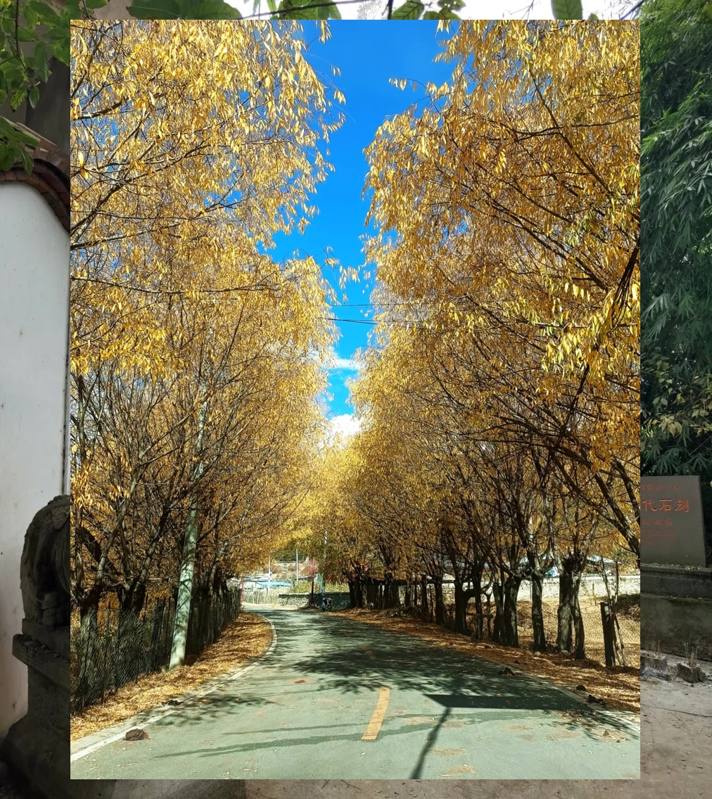 Matthew Collard tweet media