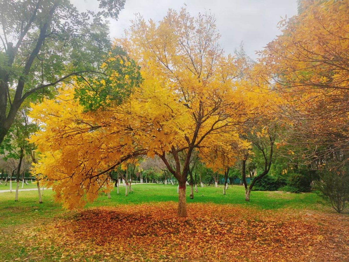 pooja trivedi tweet media